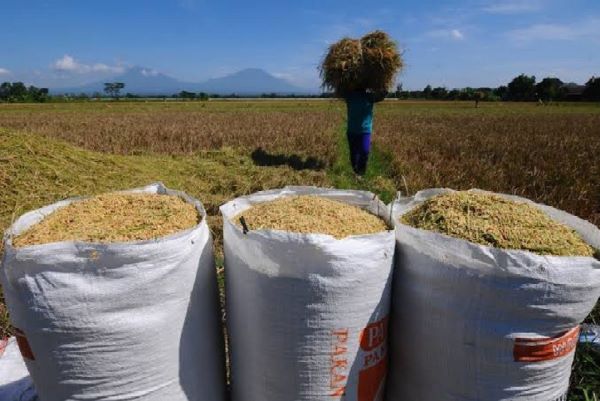 Harga Gabah Anjlok, Bulog Turun Tangan!