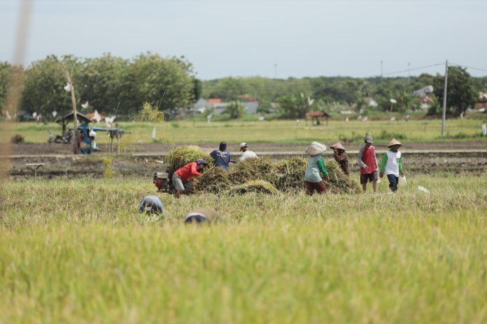 Raih Panen Melimpah! 128 Ribu Petani Untung Besar