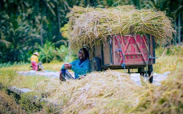 Petani Sumringah! Panen Raya Padi Gadu Naik 11%, Berkah?