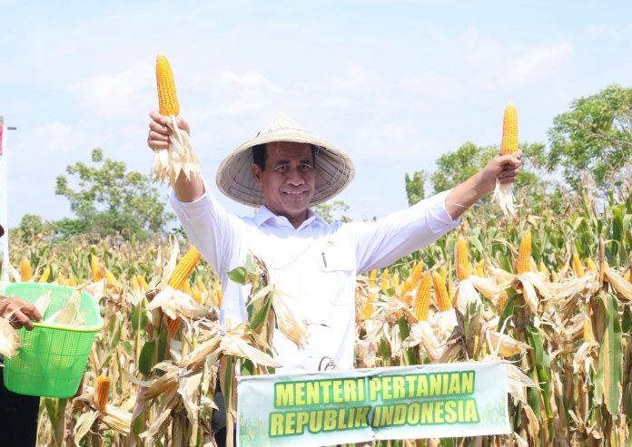 Petani Sumringah! Produksi Jagung Nasional Melonjak Drastis
