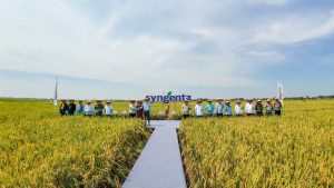Panen Raya Subang Pecah Rekor! Petani Kaya Raya Berkat Ini?