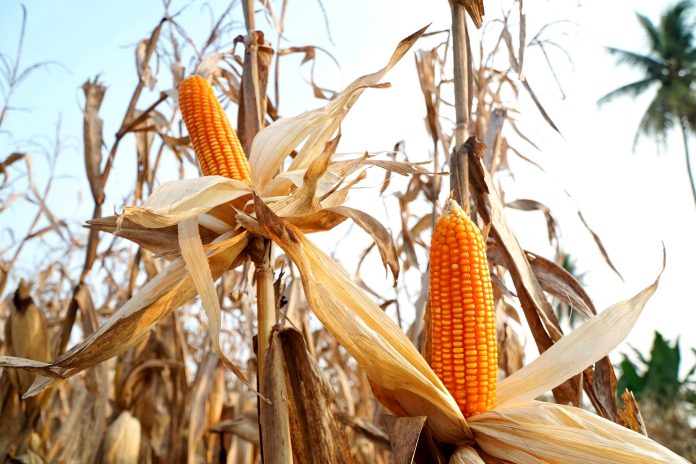 Harga Jagung Tinggi? Bapanas Gelontorkan 52 Ribu Ton!
