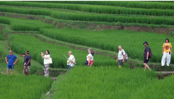 Pesona Desa Jatiluwih: Menjelajahi Sawah Terasering Bali yang Diakui Dunia oleh UNESCO