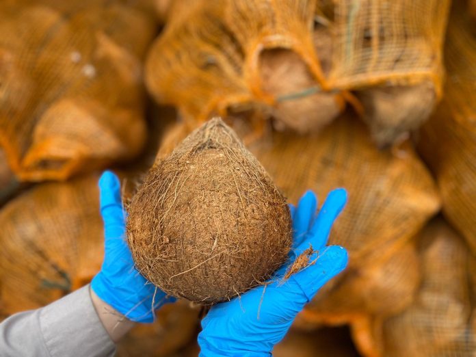 Ekspor Santan Kelapa RI Tembus Tiongkok, Raup Ratusan Miliar!